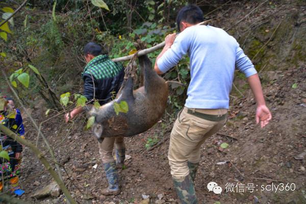 一个人在农村进山砍柴，刚到山脚下被3只野猪包围了，该怎么办「野猪冲入饭店被追打视频」 玻璃资讯