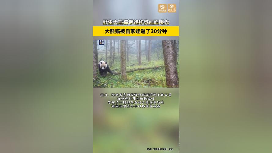 最新微信有什么新功能「大熊猫被娃遛30分钟视频」 建筑玻璃