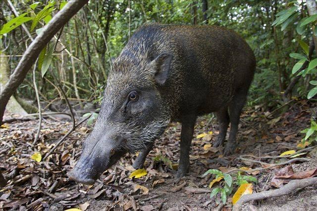 目前我国野猪泛滥还是保护动物吗「野猪泛滥地区」 玻璃市场